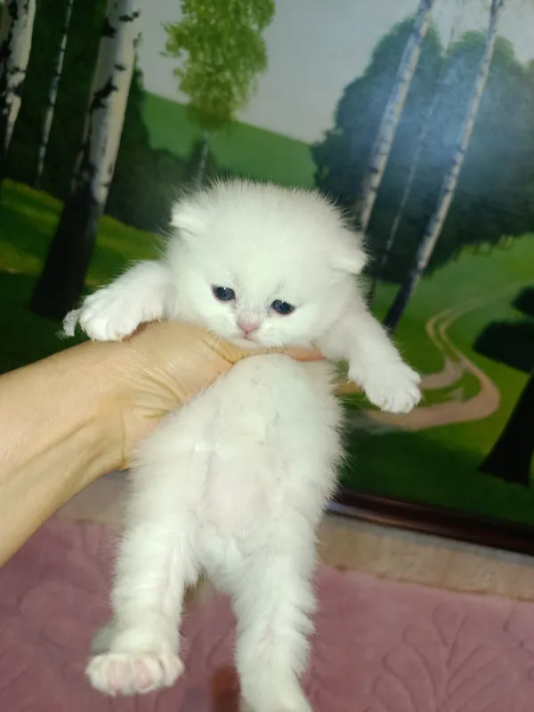Продается молодая кошечка золотая шиншилла — фото 2