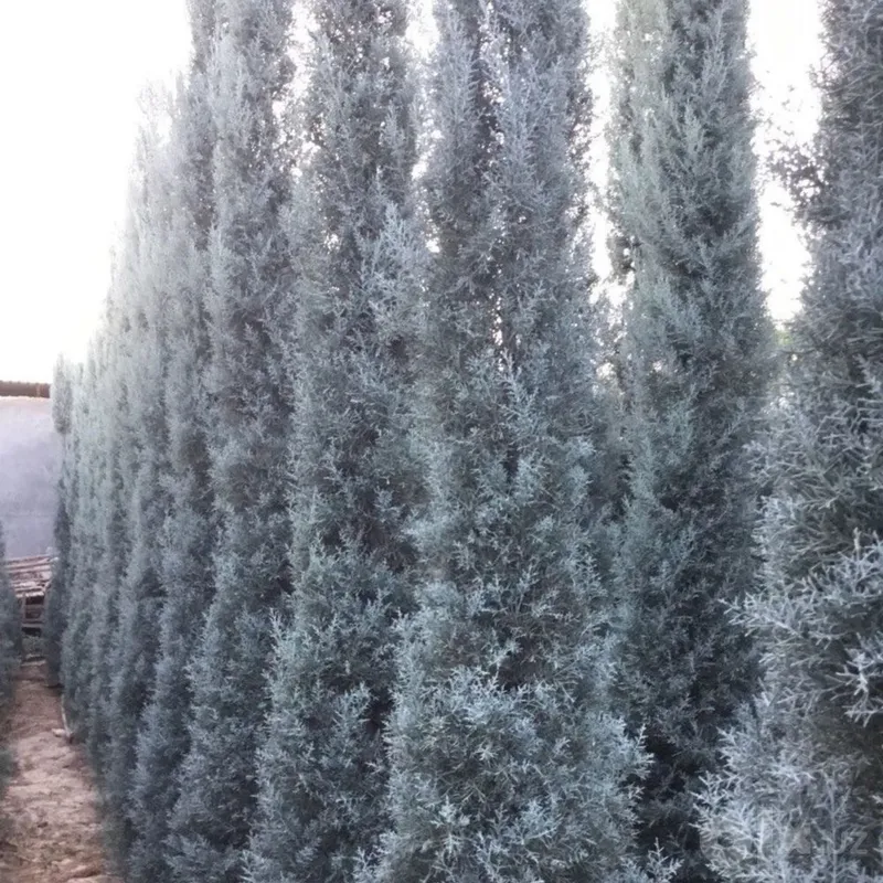 Arizonskiy Kiparis Arizona Keparis Italiya arginal 2 Arizonskiy Kiparis Arizona Keparis Italiya arginal 2