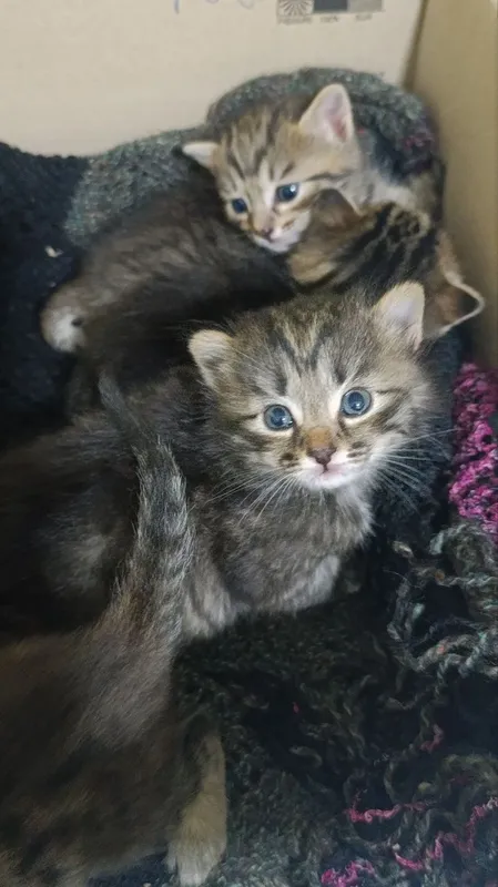 Смешанные котёнки( с бенгал )- отдам даром в добрые руки! Малышу 1 мес — фото 1