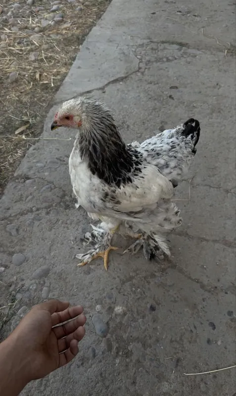 Zotli brama sotiladi 4