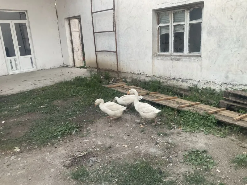 Urdak g’ozlar bor bolari bilan — фото 3
