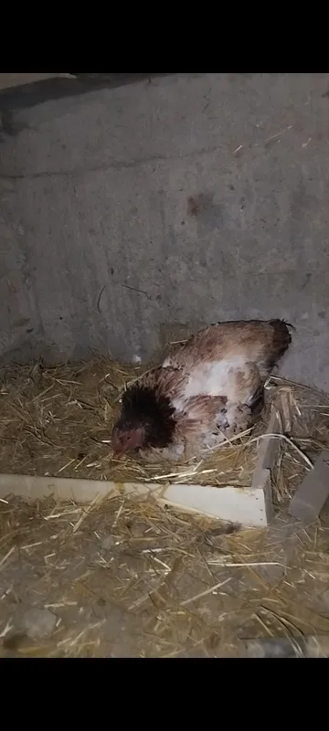 Kurk dakan tovuqlar sotiladi