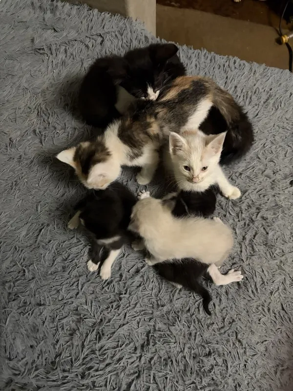 Котята в добрые руки — фото 4
