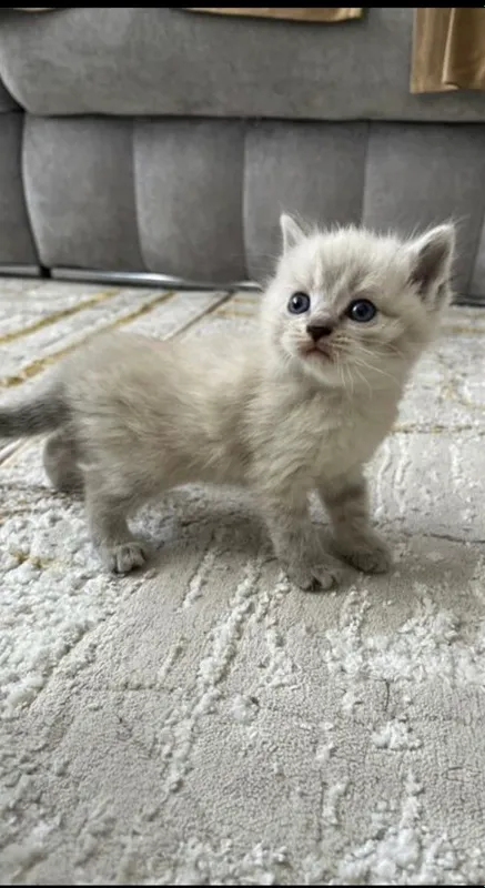 Продам котёнка