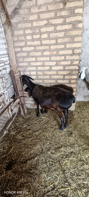 Ona bola qo'y sotiladi yeb ichishi yaxshi sog'lom — фото 1
