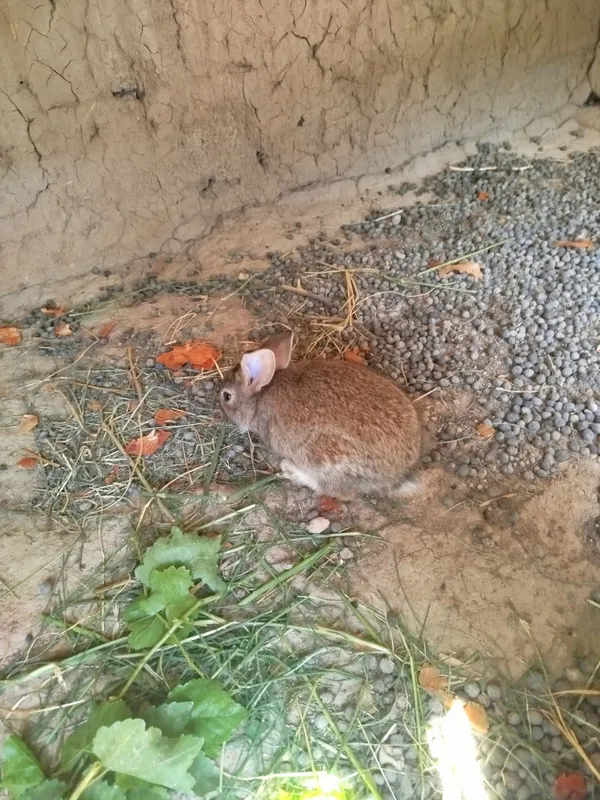 Куйон боласи борр. 3