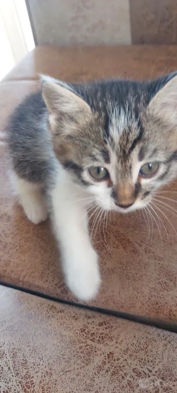 Котята бесплатно 1 Котята бесплатно 1