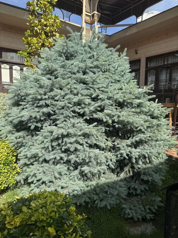 archa sotiladi ель голубая