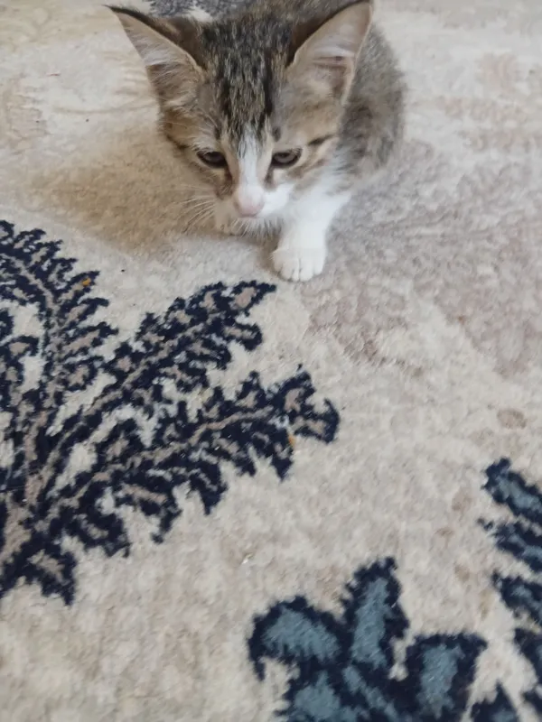 Nala 2 Nala 2
