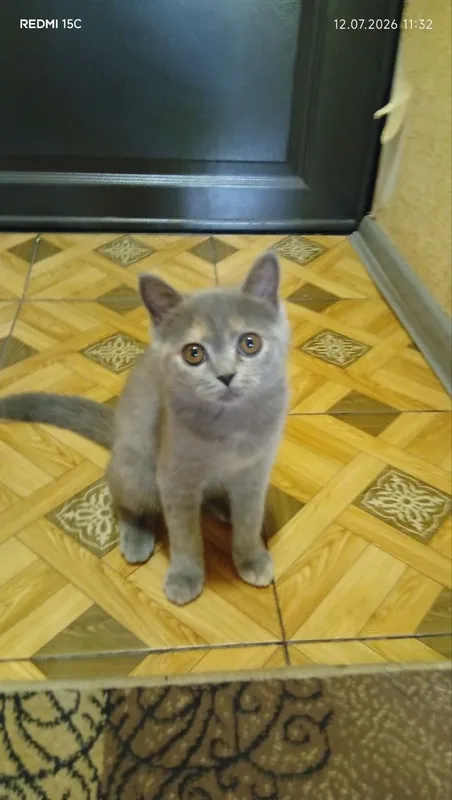 Продаётся котёнок породистая 2 Продаётся котёнок породистая 2