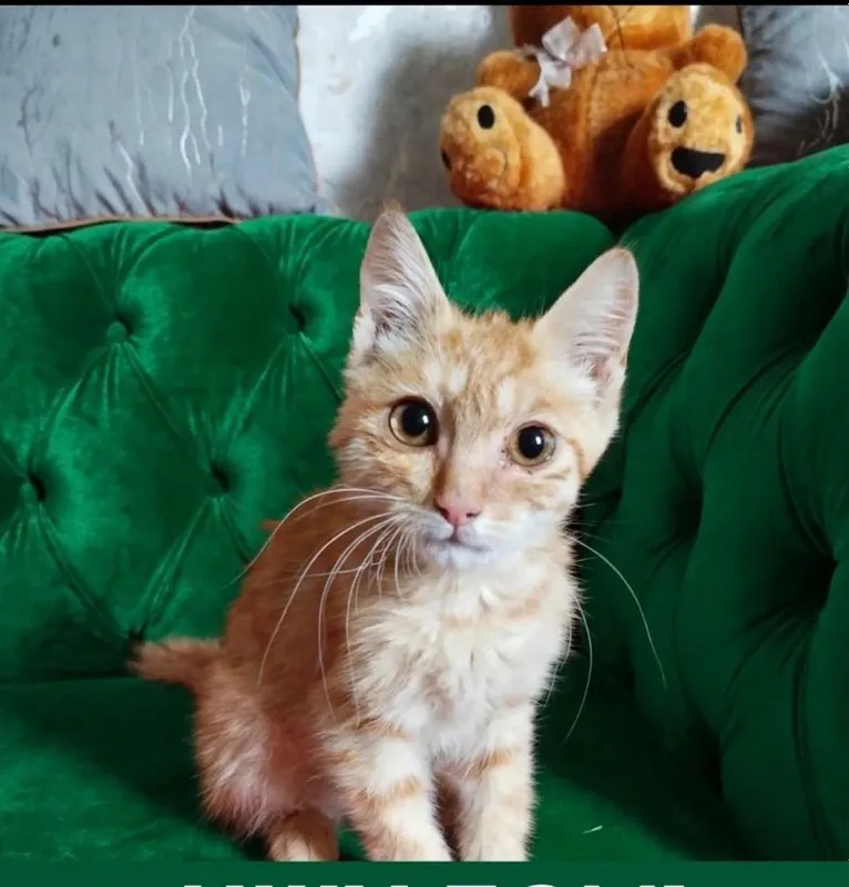 В добрые руки котенок 2 В добрые руки котенок 2