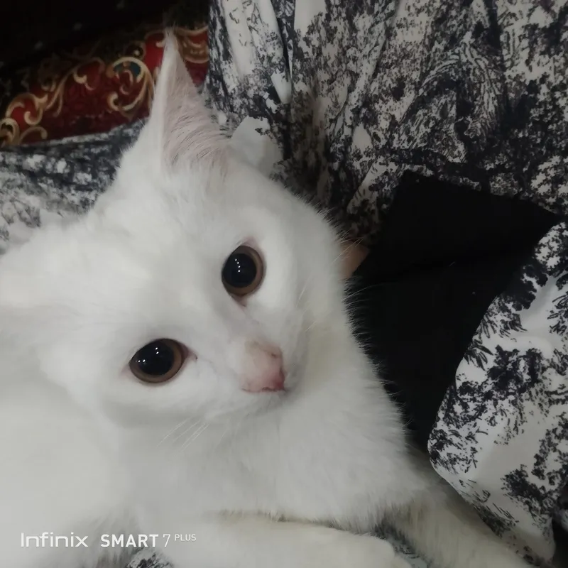 Turk angorasi sotiladi — фото 1