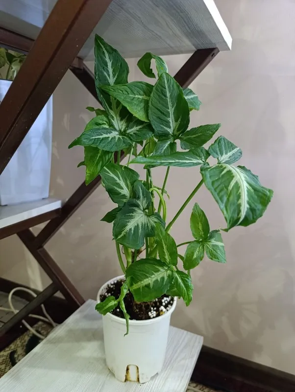 Сингониум Wendlandii Сингониум Wendlandii