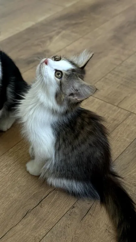 Котята ищут себе добрых хозяев 5 Котята ищут себе добрых хозяев 5