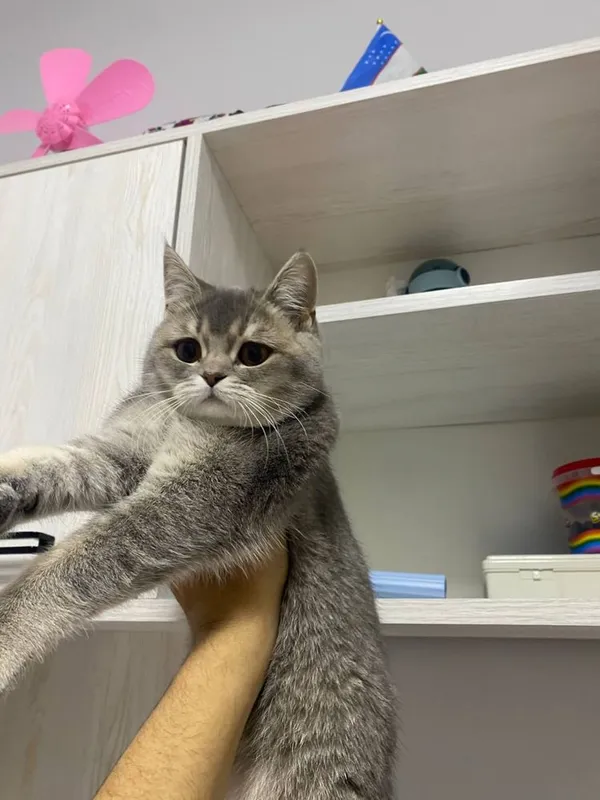 Британский скоттиш страйт девочка — фото 1