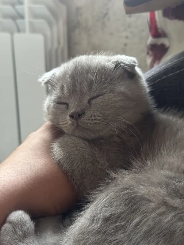 Шатланская породистая кошка — фото 1