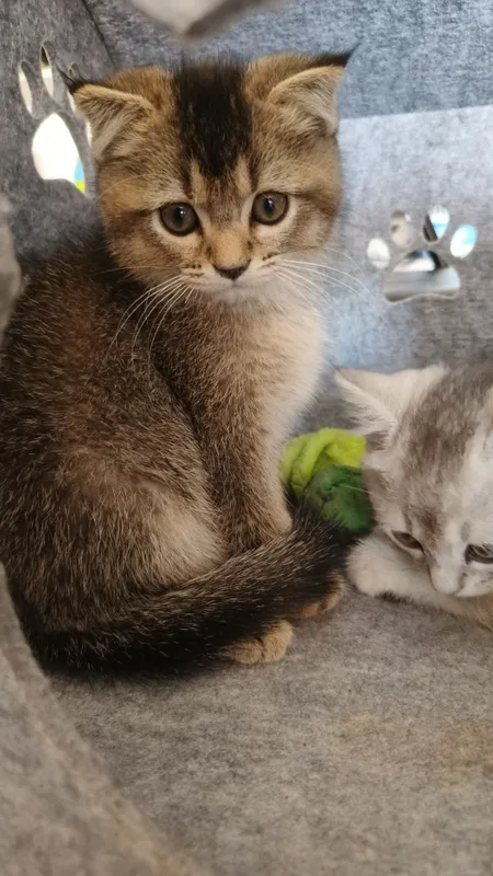 Продаются котята шиншиллы — фото 2