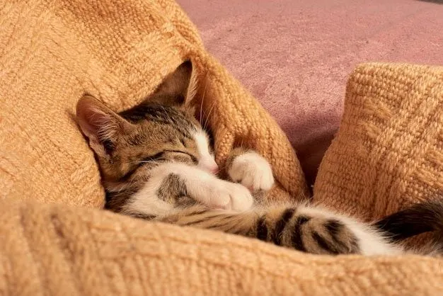 Передержка кошки котика 3 Передержка кошки котика 3