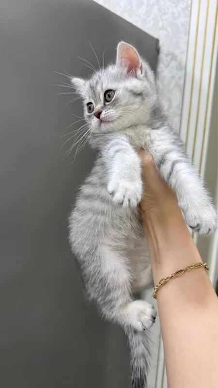 Продаются котята скоттиш фолд/страйт (серебристая шиншилла) 7 Продаются котята скоттиш фолд/страйт (серебристая шиншилла) 7