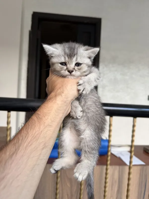 Scottish fold va strite 3
