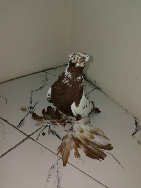 Галубка ей год из под чины напродажу