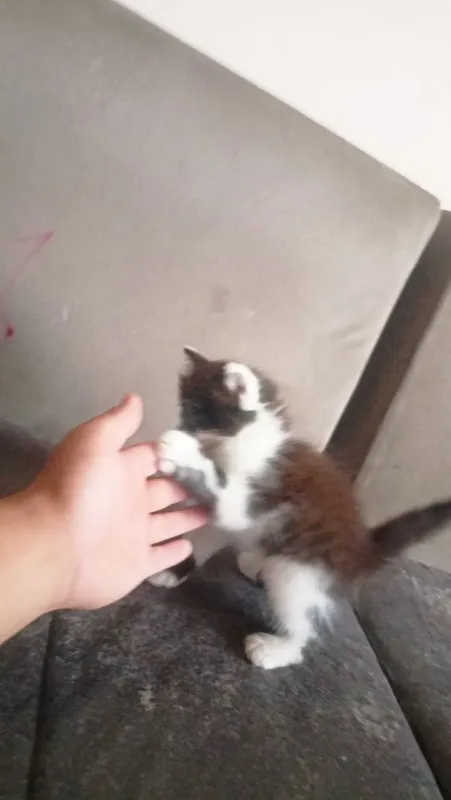 Мушукчалар 2 та хадияга