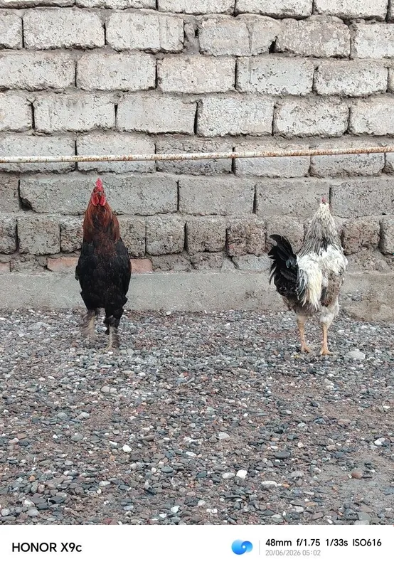 Xorozlar sotladi yosh soglom