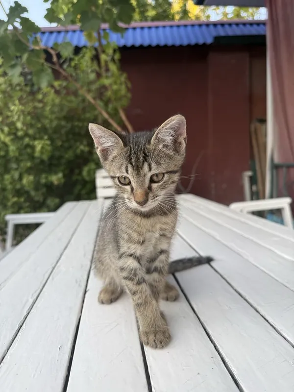Пристариваются котята 1,5 месяца 5 Пристариваются котята 1,5 месяца 5