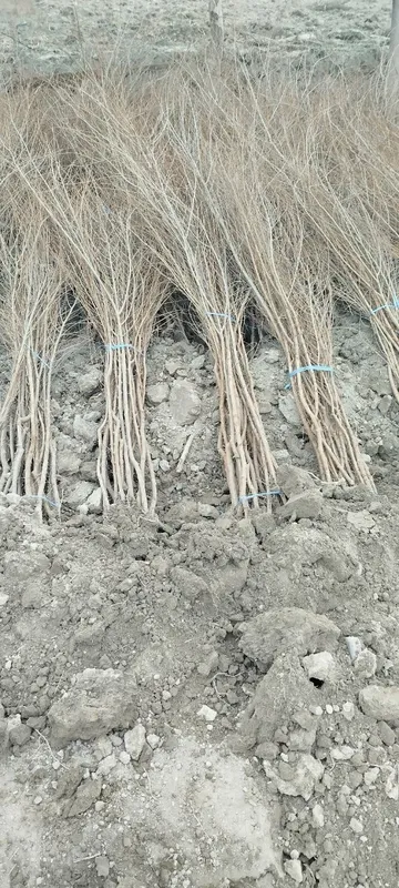 Qayragʻoch(gujum )koʻchati — фото 2