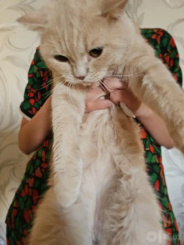 British shorthair 2 British shorthair 2