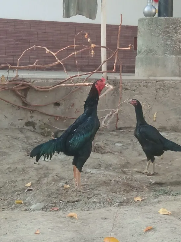 Holati yaxshi kafolat uydan olib ketguncha — фото 2