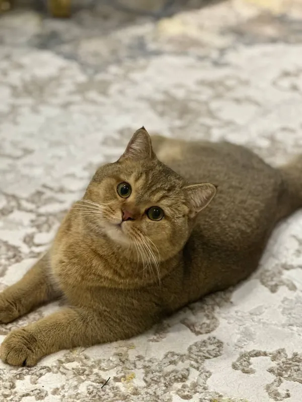 Вязка кот золотая шиншила