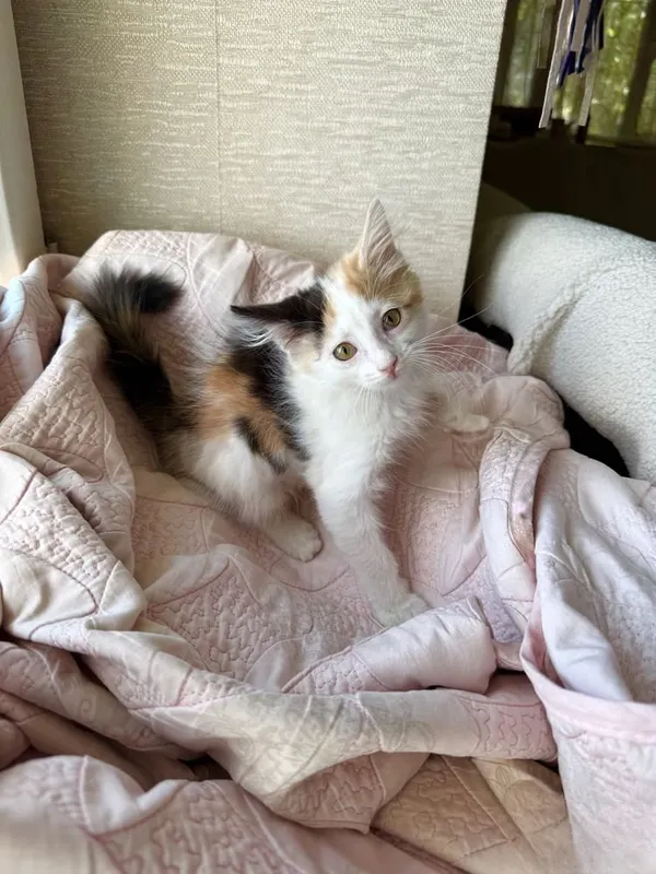 Котенок девочка 1