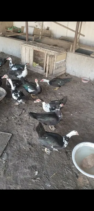 Indautka sotiladi 1 Indautka sotiladi 1