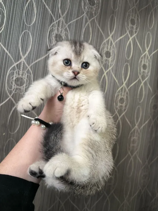 Продаются маленькие милые создания