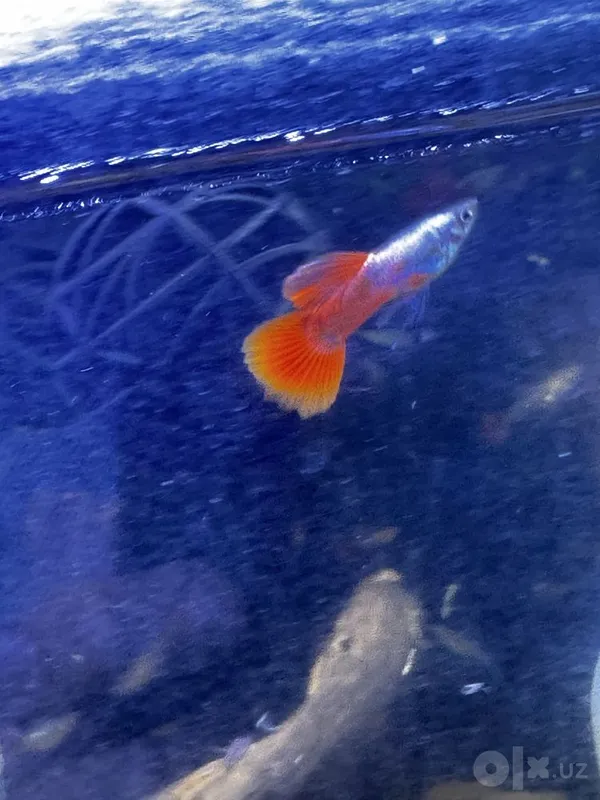 Guppilar sotiladi 3 Guppilar sotiladi 3