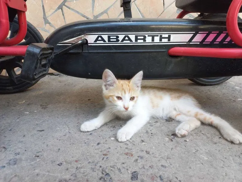 Мушук Котёнок 2 месячный добрые руки Активный здоровый и очень игривый 2 Мушук Котёнок 2 месячный добрые руки Активный здоровый и очень игривый 2