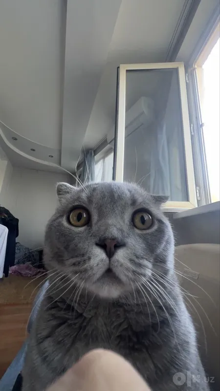 Scottish Fold MuMu 3 Scottish Fold MuMu 3