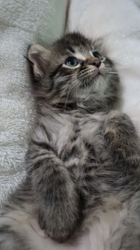 Продается котята мама скотиш фолд сами ходять в латок 3 маль 1 девуш — фото 6