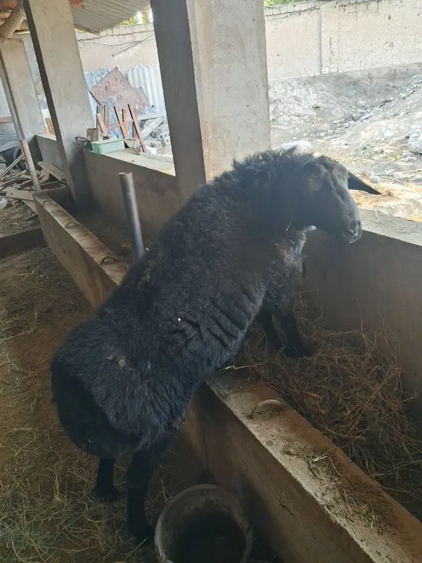Arenda qoy va mol boqishga ferma 4