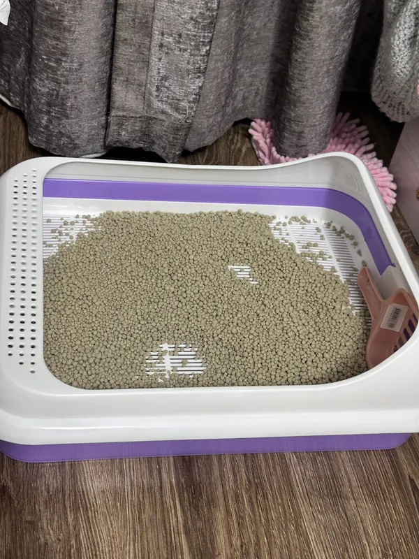кошка скотиш страйт 2 месяца лоток расчоска бонус 6 кошка скотиш страйт 2 месяца лоток расчоска бонус 6