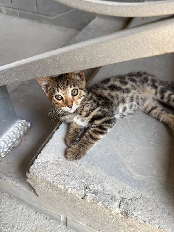 Элитные бенгальские котята леопардового окраса — фото 3 Элитные бенгальские котята леопардового окраса — фото 3