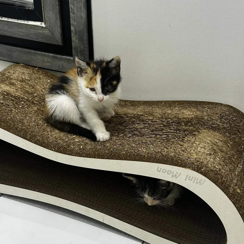 Котята домашние , Отдадим ответственным и добрым людям 1 Котята домашние , Отдадим ответственным и добрым людям 1