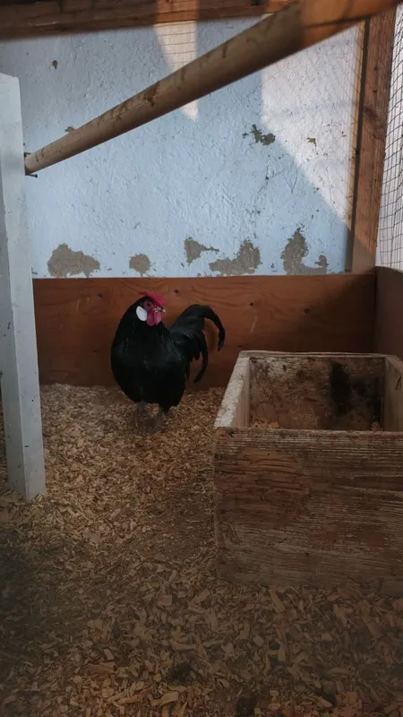 Qora bentam tuxumlari sotiladi