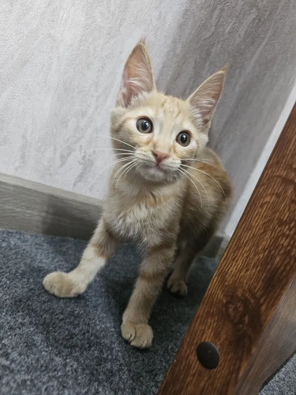 Рыжий Котёнок Мальчик в Добрые Руки! 2 Рыжий Котёнок Мальчик в Добрые Руки! 2