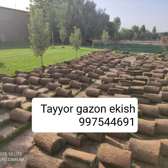 Gazon ekish Gazon ekish