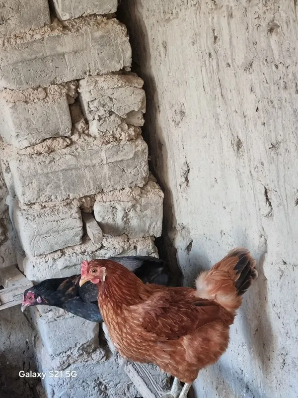 Tovuqlar sotiladi damashni murgo furuxtanba 2