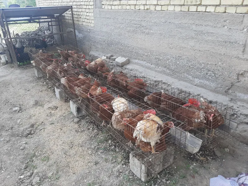Сертухум товуқлар