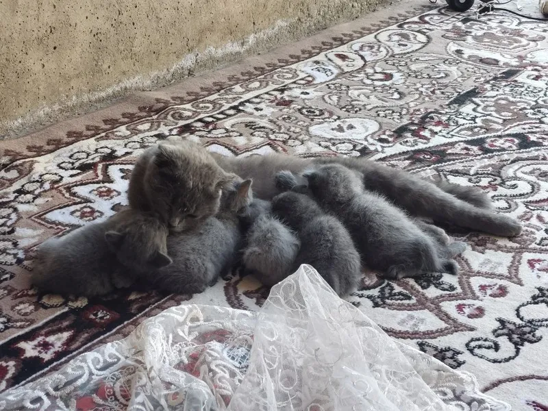 Scottish fold 6 ta bolalari qiz oʻgʻil aralash , 10 mayda tugʻilgan 1 Scottish fold 6 ta bolalari qiz oʻgʻil aralash , 10 mayda tugʻilgan 1