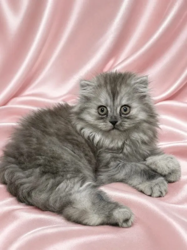 Зотли мушукчалар Породистые котята — фото 1